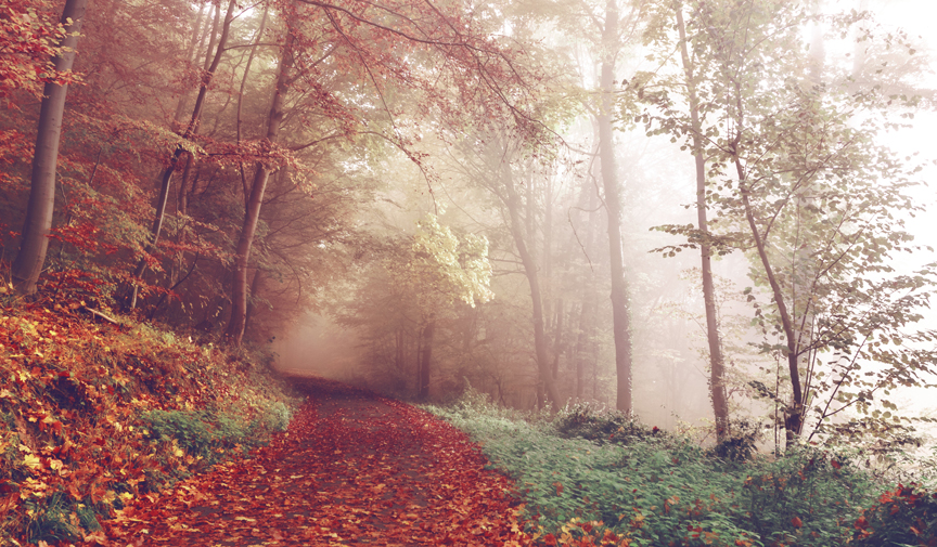 Foggy Forest Unsplash