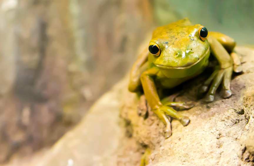 Unsplash Frog