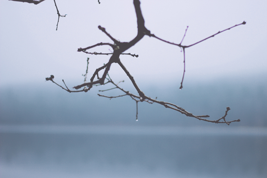 Unsplash Rainy Tree