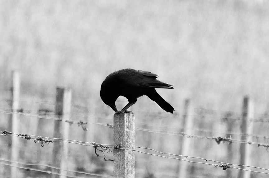 Unsplash Crow Fence