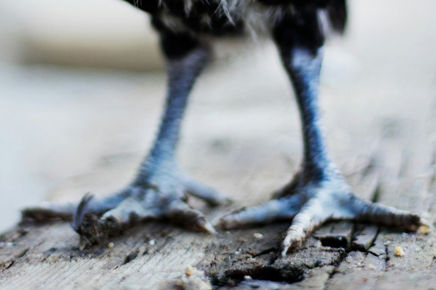A close-up of blueish chicken feet on a wooden floor.
